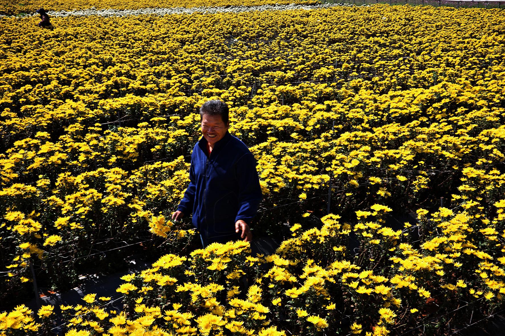 苗栗 張班長有整片菊花田